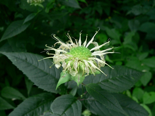 {Monarda clinopodia}